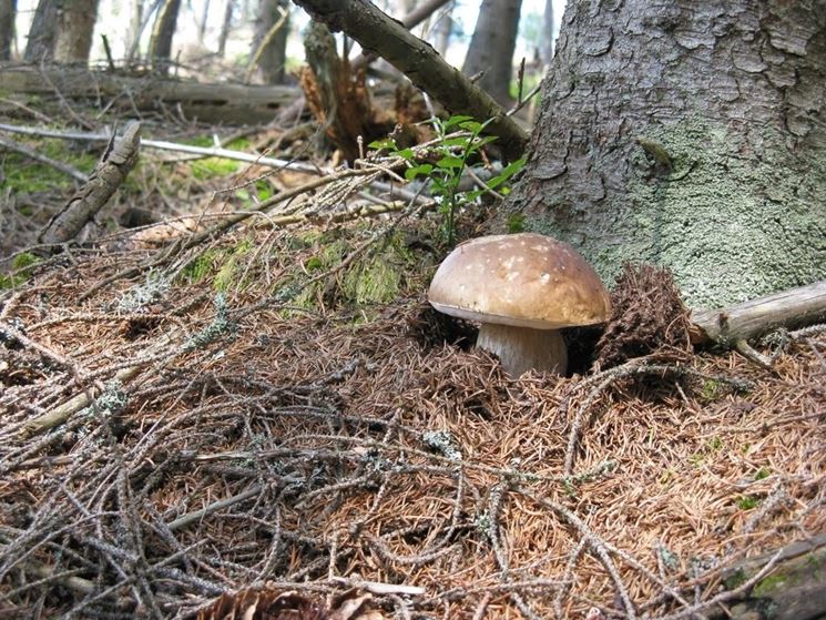 Il fungo porcino cresce in simbiosi con le radici dell'albero