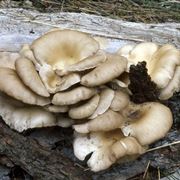 Funghi selvatici di tipo pleurotus