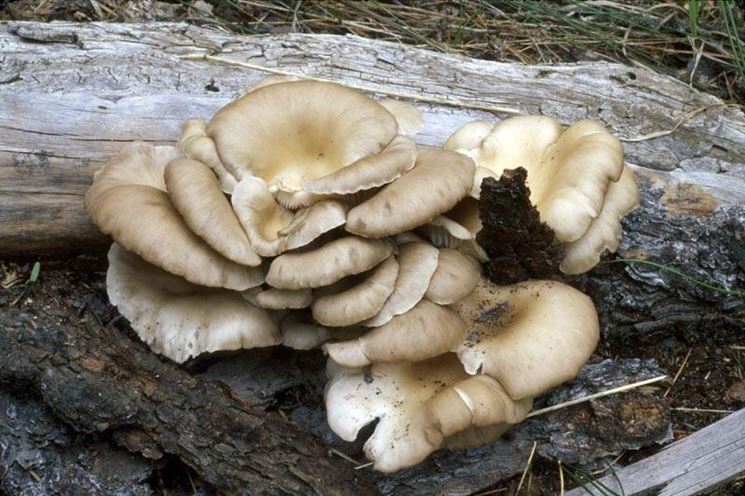 Funghi selvatici di tipo pleurotus