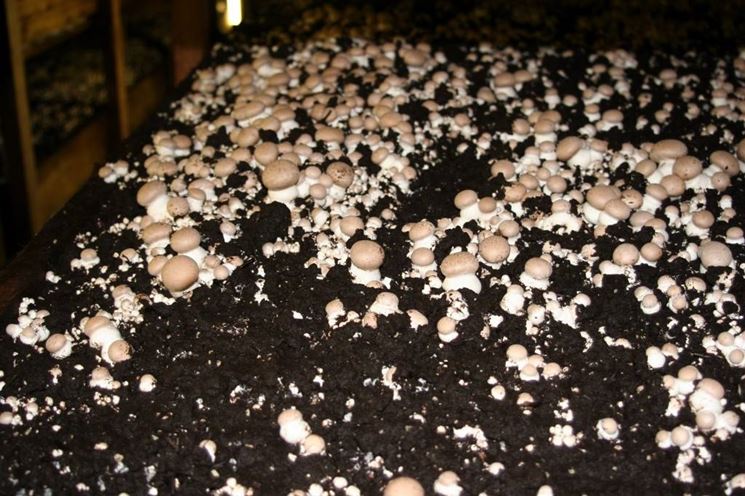 Terriccio per la coltivazione dei funghi