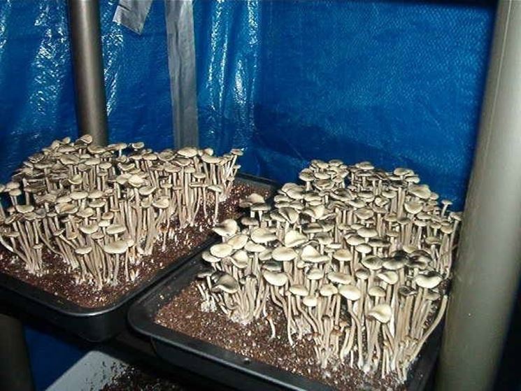 Una coltivazione di funghi casalinga
