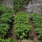 Le piante di peperoncino richiedono un'esposizione in pieno sole