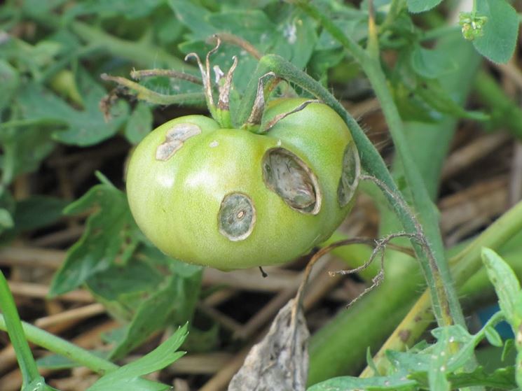 Pomodoro affetto da marciume apicale