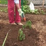 come piantare i pomodori