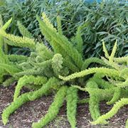 asparagus pianta