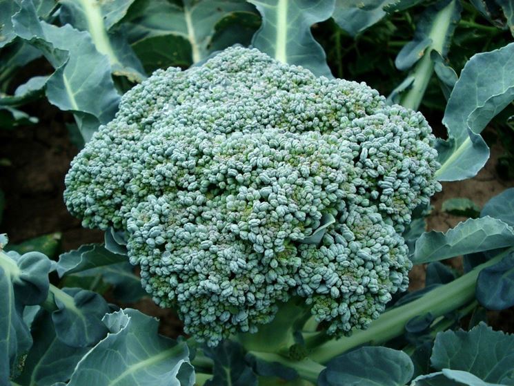 Broccolo calabrese