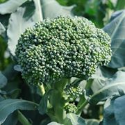 coltivare broccoli