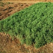 coltivare lenticchie