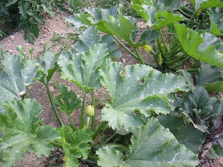 piante di zucchine
