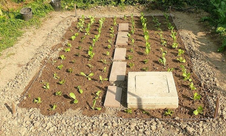 piantine di insalata trapiantate