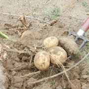 Quando piantare le patate