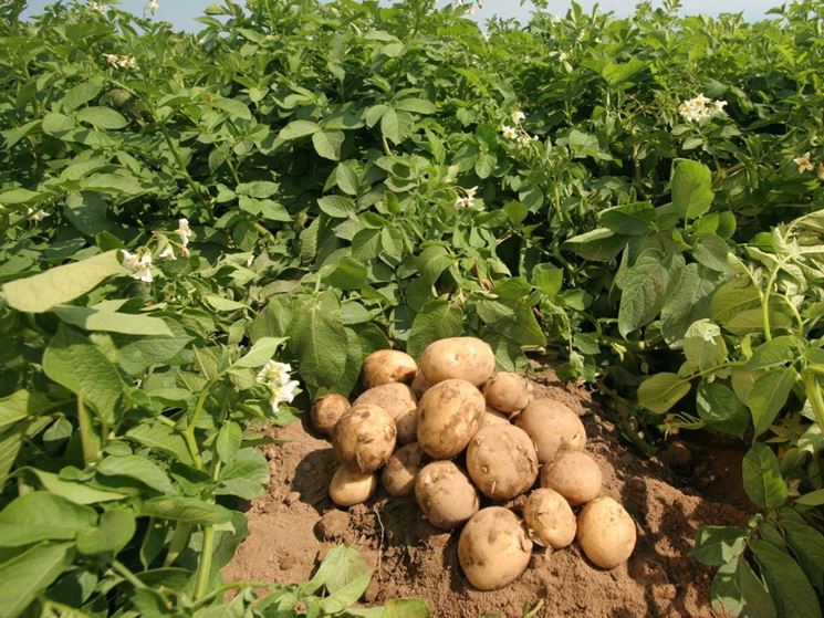 campo di patate 