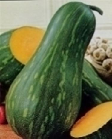 Zucche Cucurbita Ortaggi Zucche Cucurbita Ortaggi