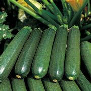 tipi di zucchine