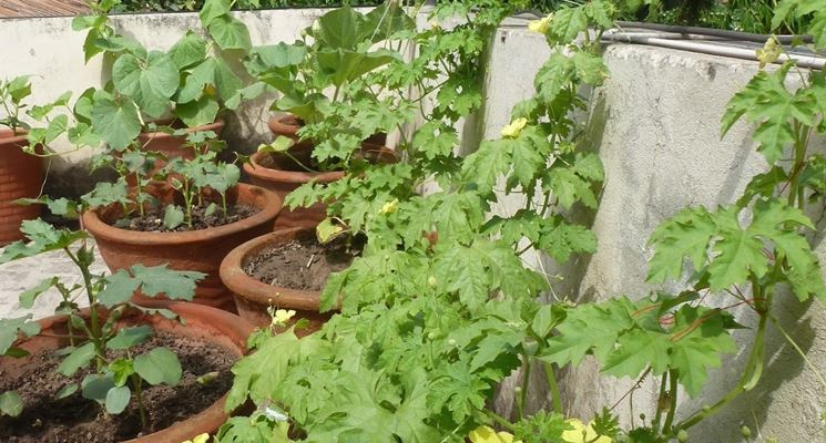 Orto Sul Balcone Cosa Piantare Orto In Terrazzo Che Ortaggi Piantare Sul Balcone