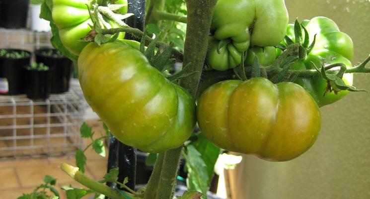 Pomodori sul balcone