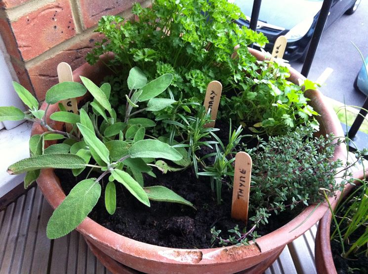 Orto Sul Balcone Cosa Piantare Orto In Terrazzo Che Ortaggi Piantare Sul Balcone