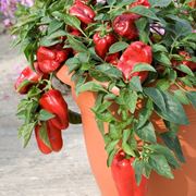 coltivare peperoni in vaso