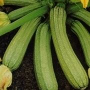 coltivare zucchine in vaso