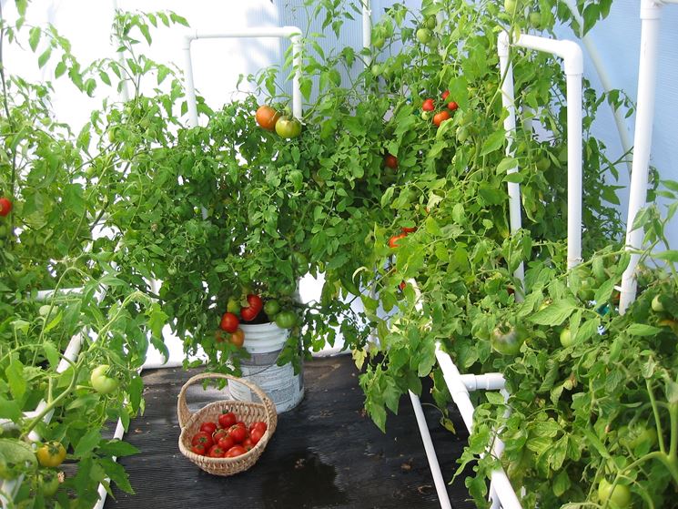 Come coltivare il pomodoro in inverno - pomodoro ...