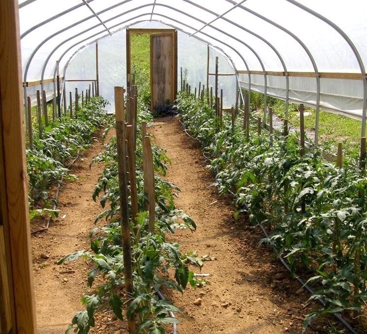 Come Coltivare Il Pomodoro In Inverno Pomodoro Coltivare I Pomodori In Inverno