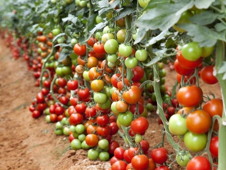 pomodori in serra