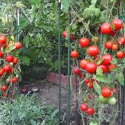 Piante pomodori