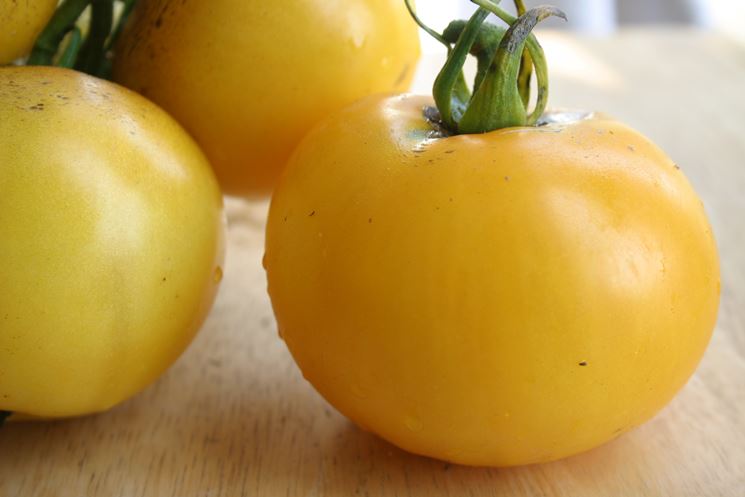 pomodoro giallo