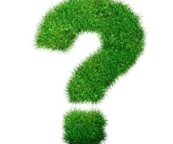 domande e risposte piante appartamento