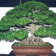 bonsai cura