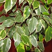 ficus benjamin perde le foglie