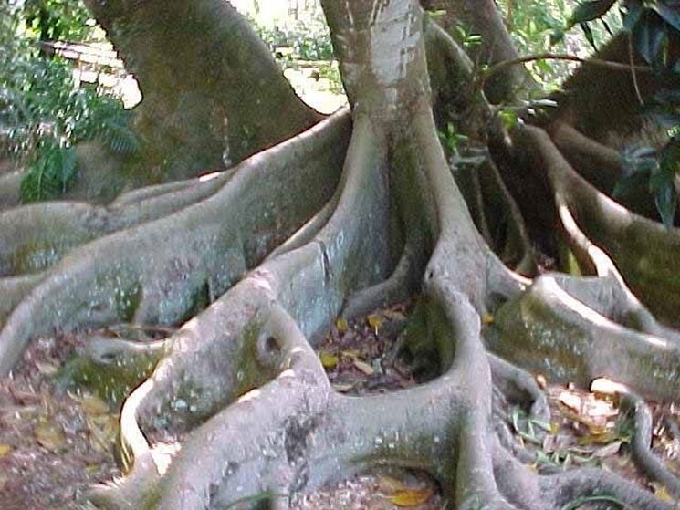 Ficus macrophylla 2