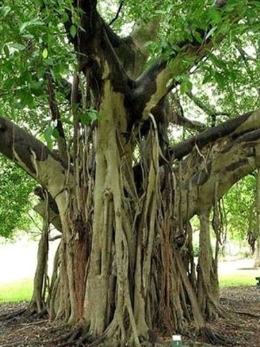 SAFLAX Con substrato 100 semi Fico sacro Ficus religiosa