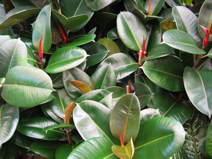 ficus robusta