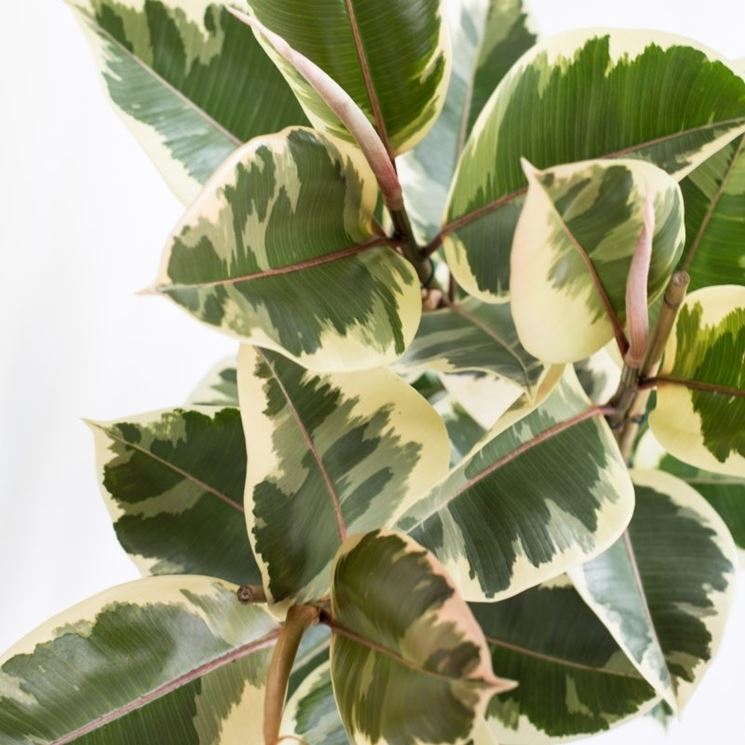 ficus robusta variegato