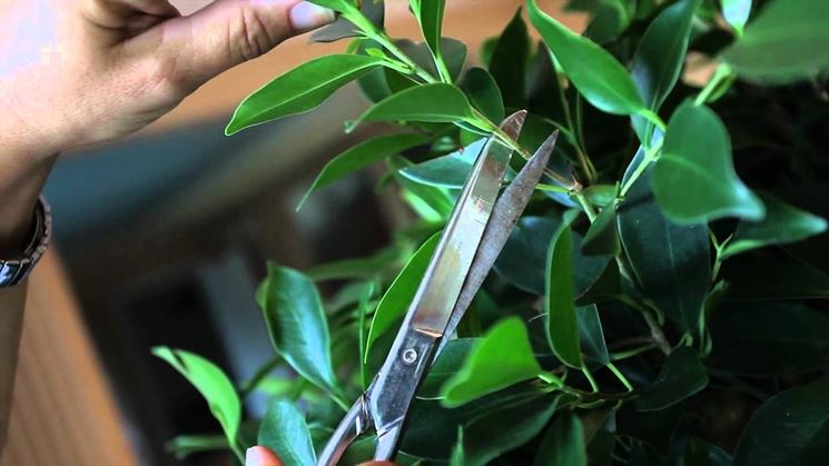 ficus bonsai potatura