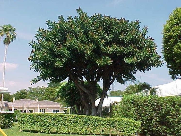 Ficus Elastica 2
