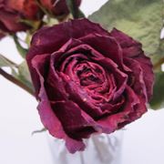 rosa rossa secca