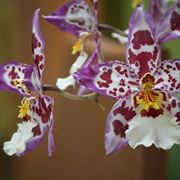 Fiori orchidea