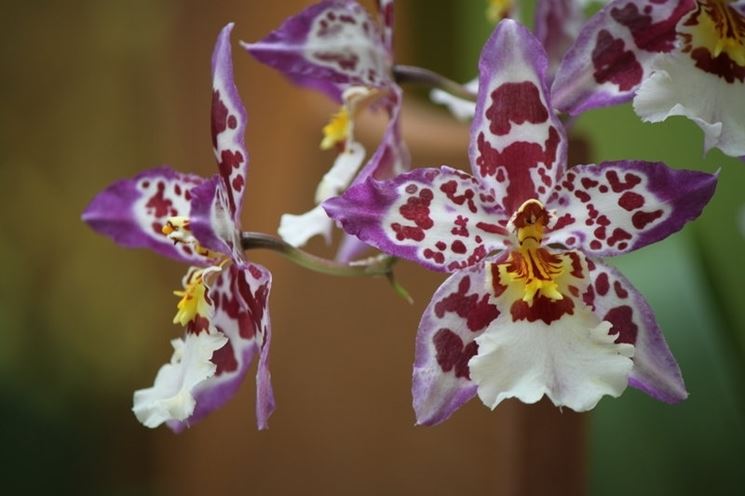 Fiori orchidea