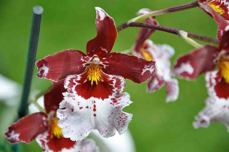 Fiore orchidea Cambria