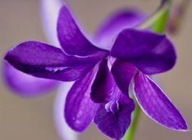 Coltivazione orchidee