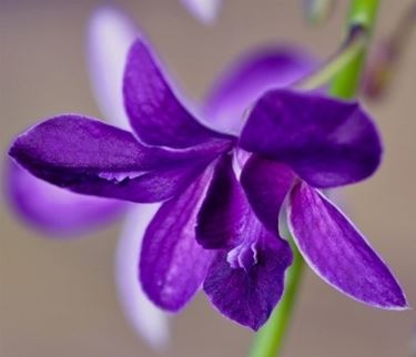 orchidea blu.