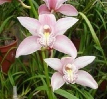 coppia di orchidee.