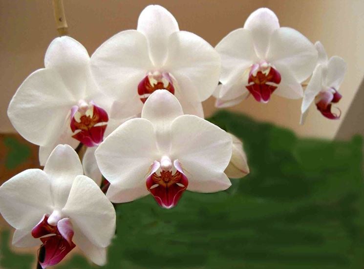 orchidee bianche e rosa