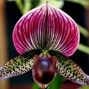 Un bellissimo scatto ad un fiore di Orchidea