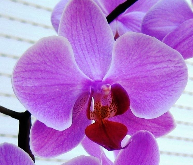 bel fiore orchidea.