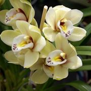 Orchidea cattlkeya