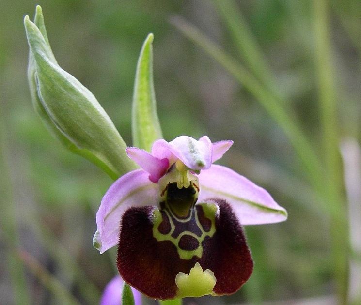 Ophrys holosericasepali rosa