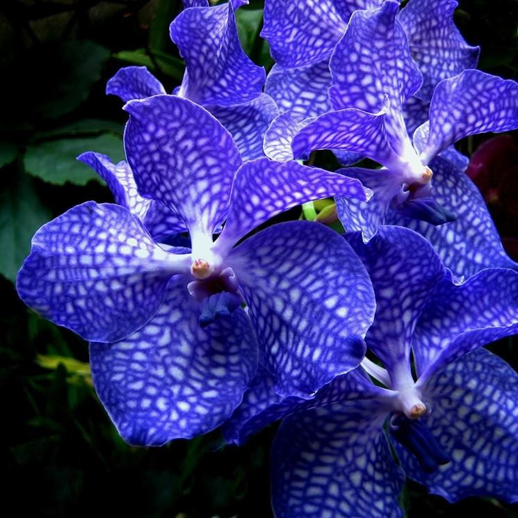 Fiori orchidee